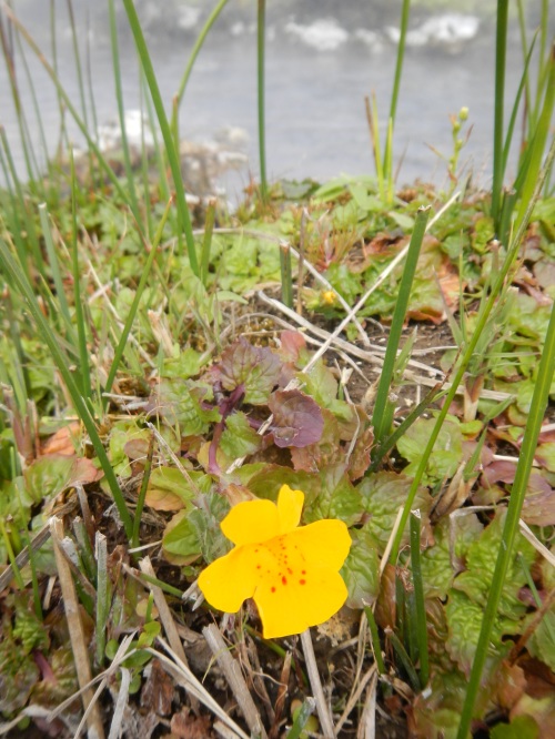 Although the rest of the valley had barely awakened to spring, Mimulus guttatus (common yellow monkeyflower) was in full bloom on the warm, moist pool edges.